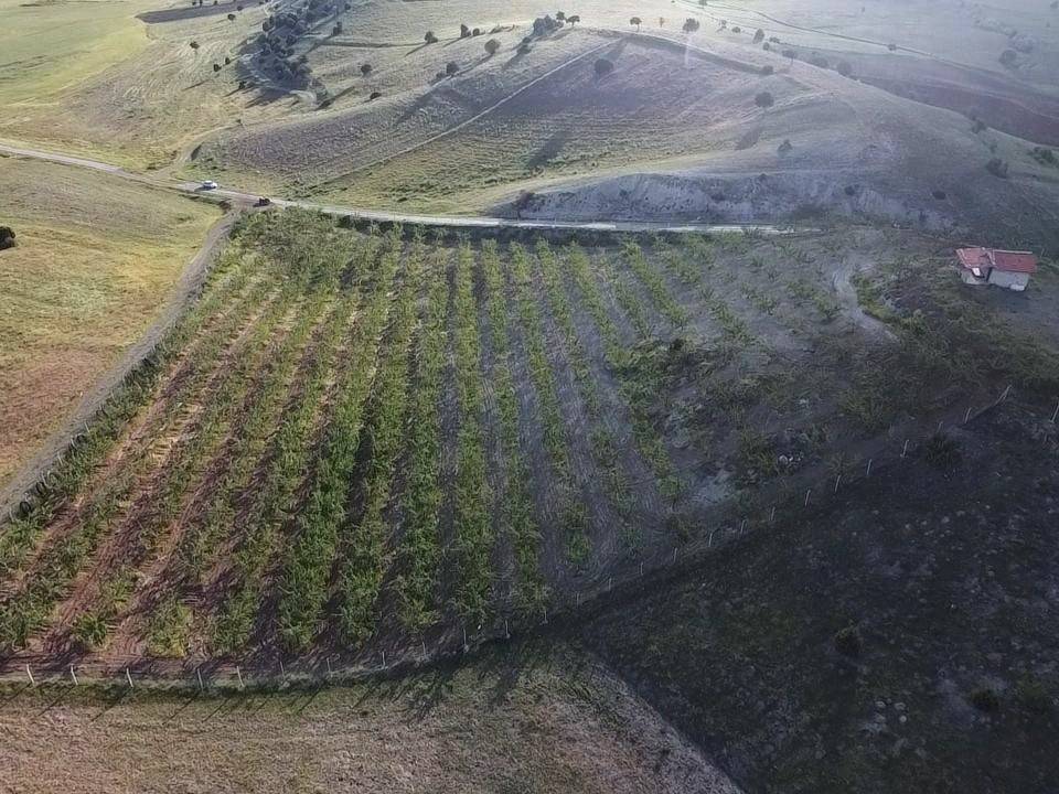 Tarlasına bunu ekince hayatı değişti. Herkese önerdi. Yapan köşeyi dönecek 5