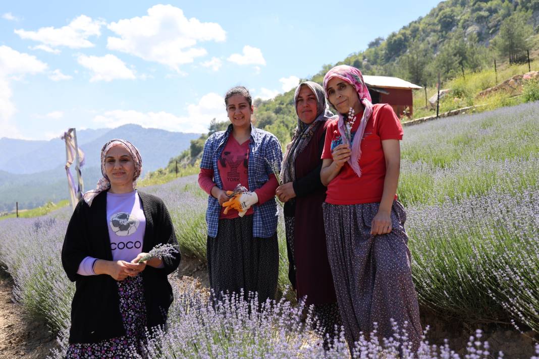 Tarlalar mor gelinliğini giydi! Rekor ziyaretçi beklentisi... 1