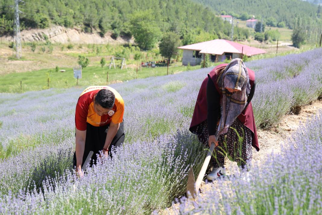 Tarlalar mor gelinliğini giydi! Rekor ziyaretçi beklentisi... 4