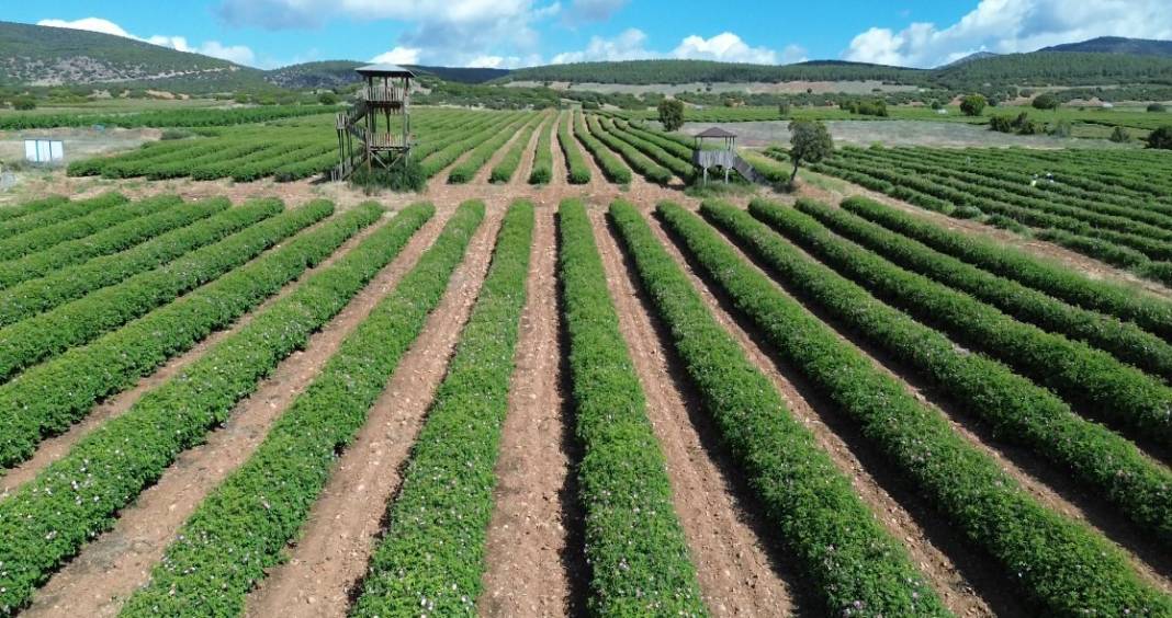 4 tondan 1 litre çıkıyor 421 bin TL'ye satılıyor. Dünyanın ihtiyacını o ilimiz karşılıyor 17