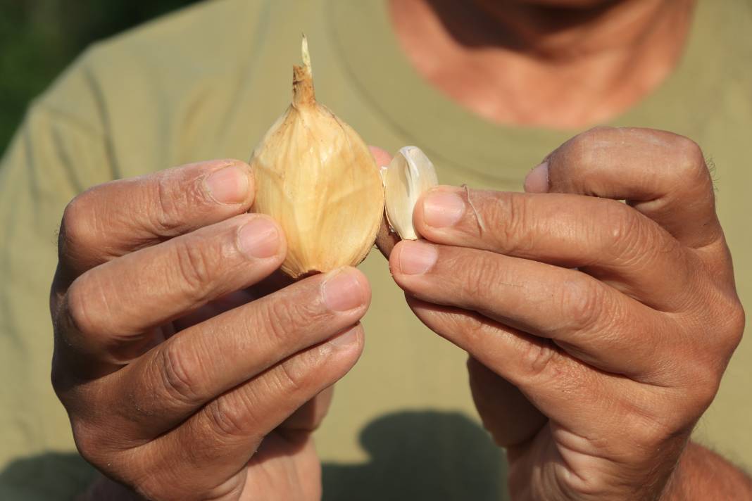 Tayland'dan geldi Adana'da ekildi! Hasadına başlanan ürünü gören bir daha bakıyor 7