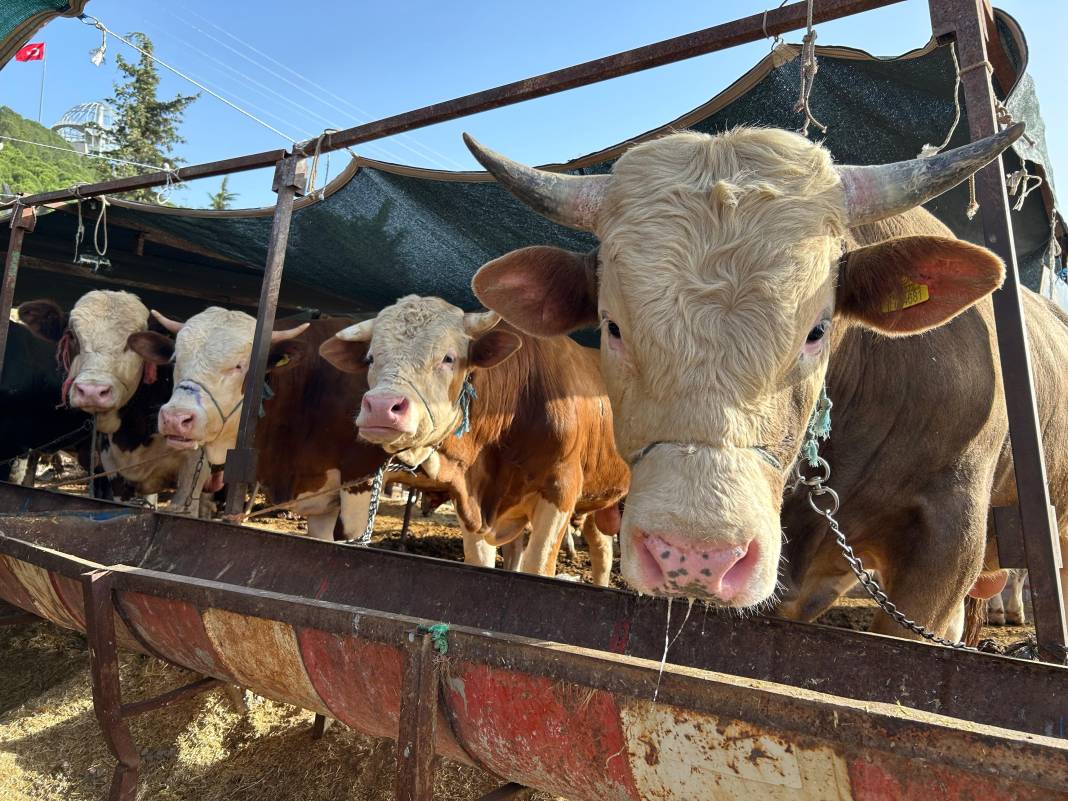 Kurbanlık alacaklar dikkat! 1 ton 50 kiloluk dana bakın kaçtan gitti 1