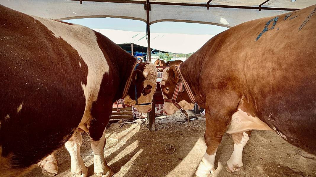 Kurbanlık alacaklar dikkat! 1 ton 50 kiloluk dana bakın kaçtan gitti 7