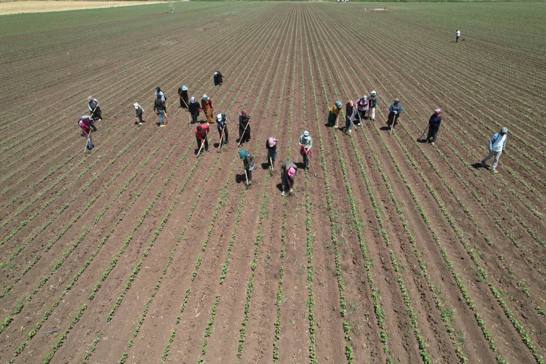 Amik Ovası'nda 40 derece sıcakta hasadı başladı! 9 saat çalışıyorlar... 3