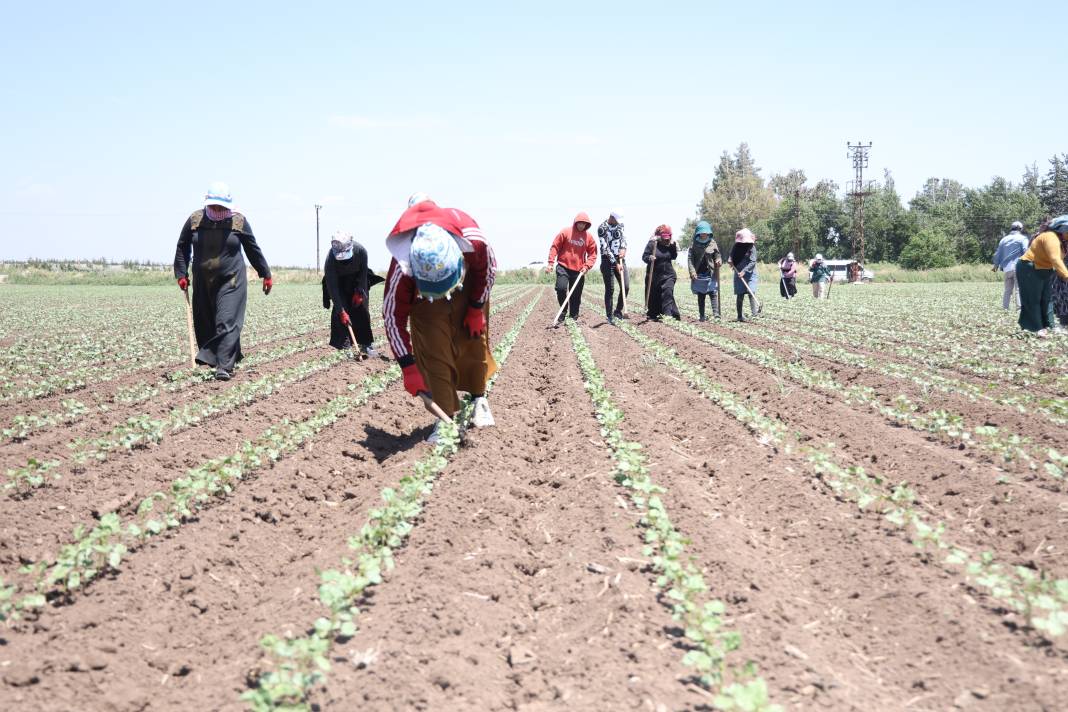 Amik Ovası'nda 40 derece sıcakta hasadı başladı! 9 saat çalışıyorlar... 7