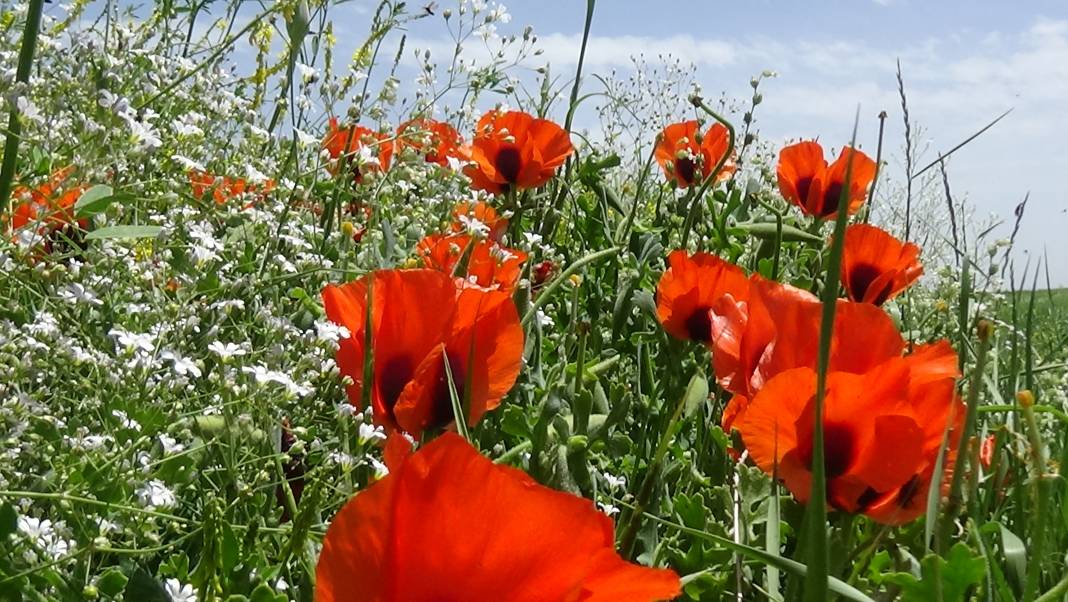 Kars'taki çiçek cümbüşü tablo gibi görüntüler çıkardı 7