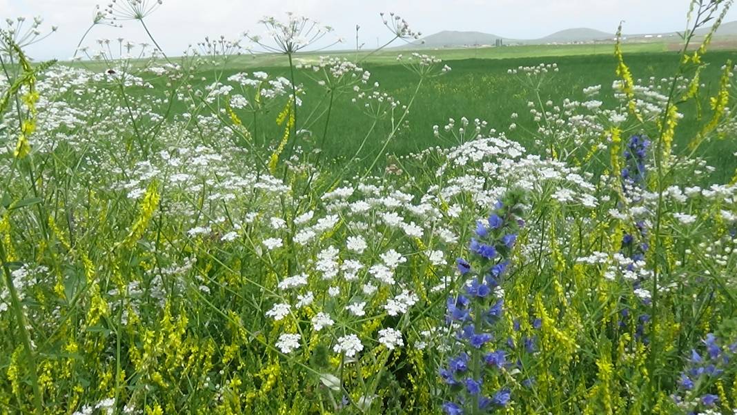 Kars'taki çiçek cümbüşü tablo gibi görüntüler çıkardı 6