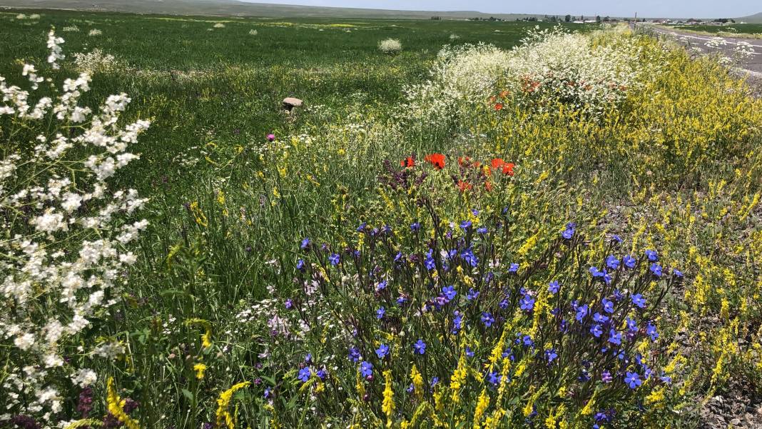 Kars'taki çiçek cümbüşü tablo gibi görüntüler çıkardı 2