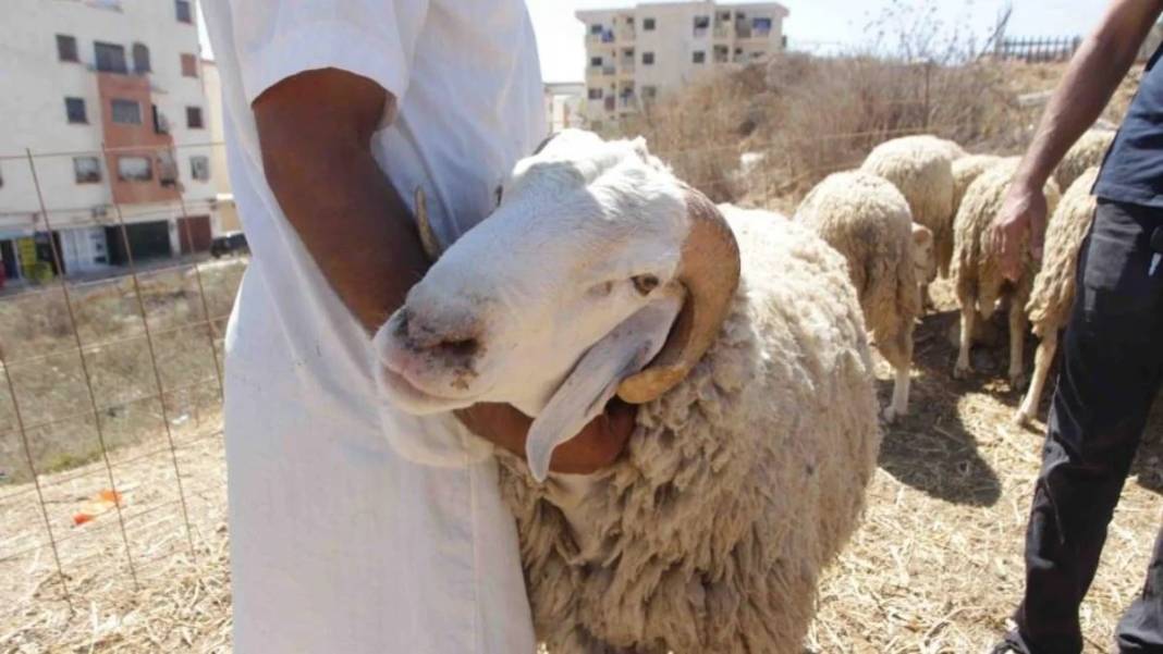 Kurban vekaleti nasıl verilir ve nasıl alınır? Ücreti belli oldu 3