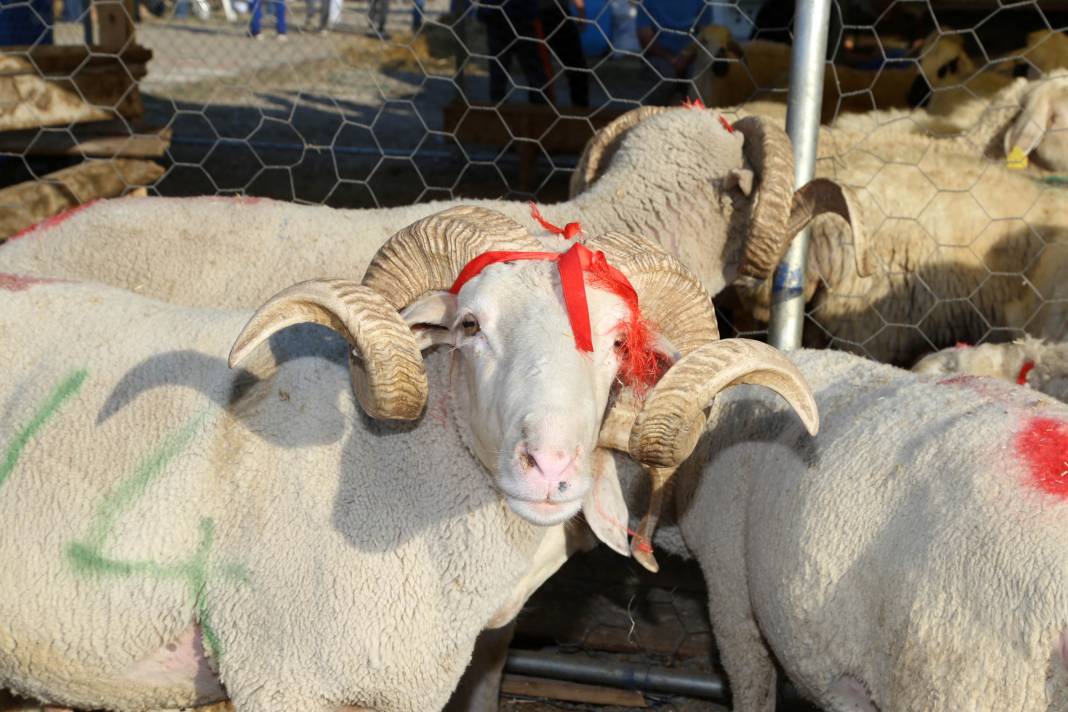 Kurban vekaleti nasıl verilir ve nasıl alınır? Ücreti belli oldu 4