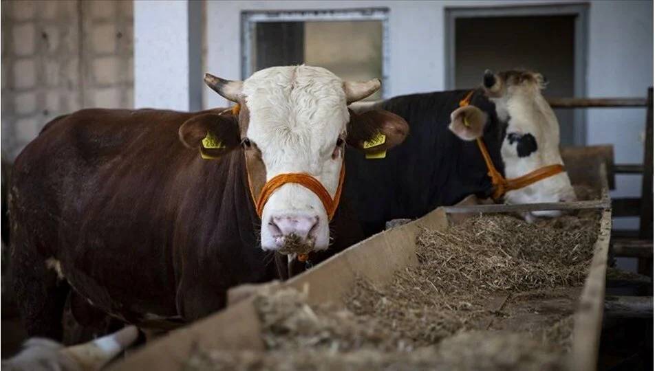 Enflasyon cortladı maliyetler patladı kurban fiyatları fırladı 10