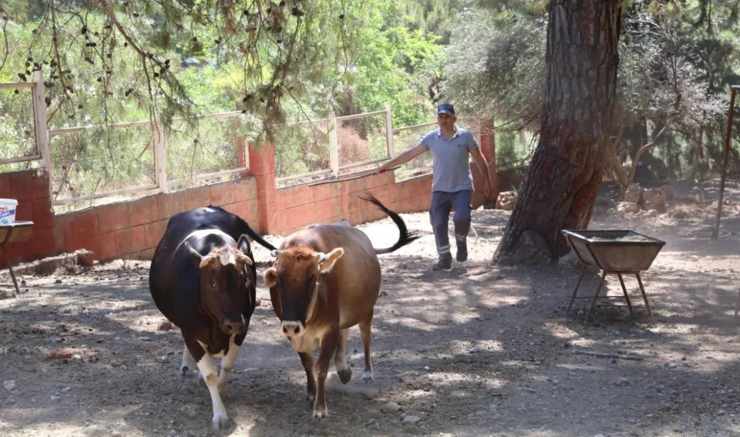 Kurban nasıl kesilir? Kurban keserken nelere dikkat etmeli? 8