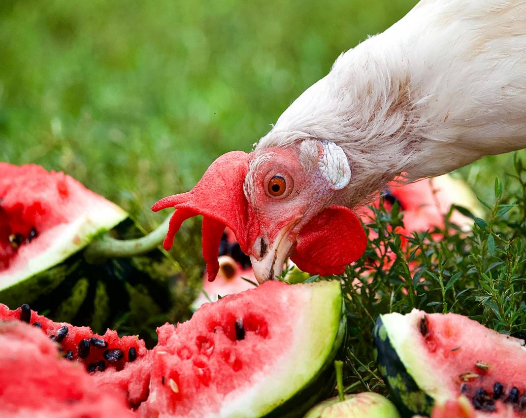 Karpuz hakkında 25 ferahlatıcı bilgi 18