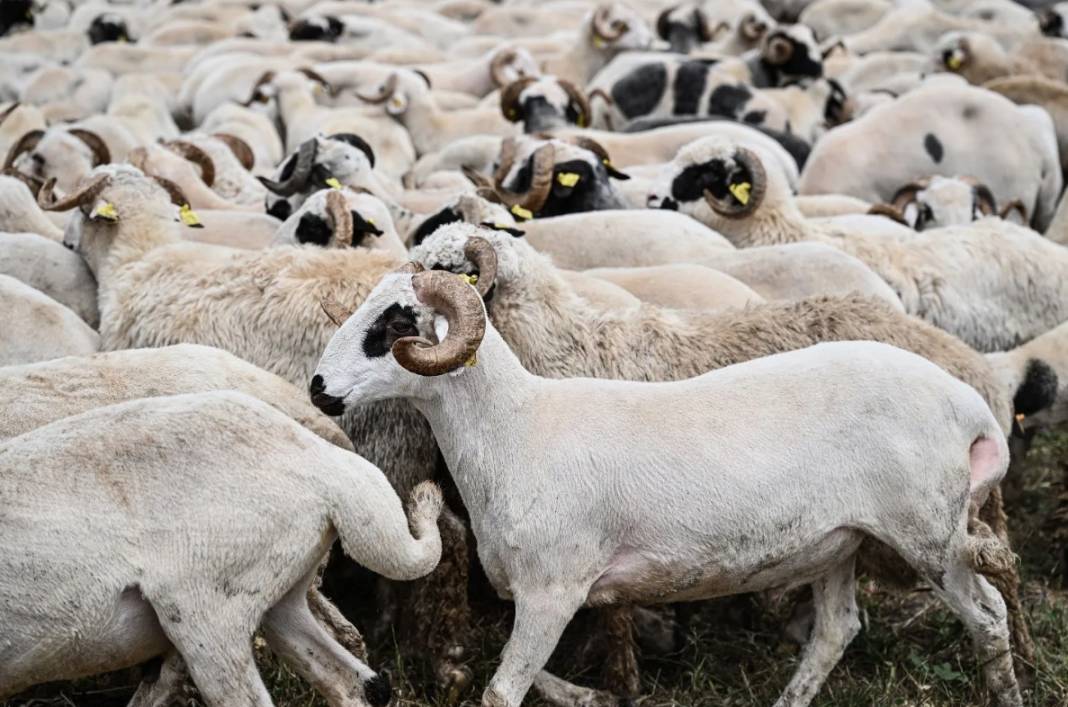 Kurbanlık alacaklar dikkat. Bu 5 belirti varsa... 4