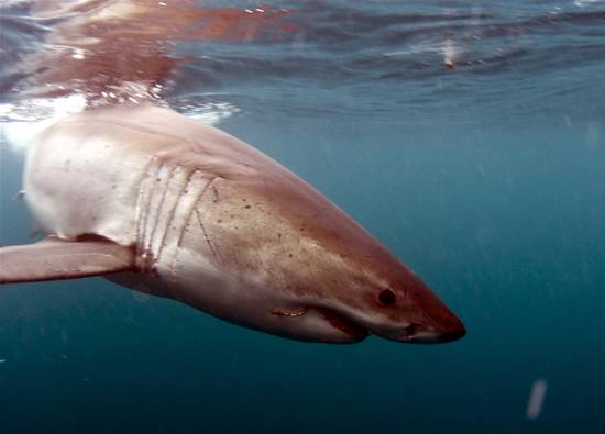Türkiye’de yaşayan köpekbalığı var mı? 38 tür hangi sahillerde 6