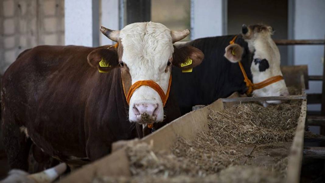 Kurban vekaleti nasıl verilir ve nasıl alınır? Ücreti belli oldu 5