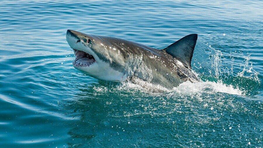 Türkiye’de yaşayan köpekbalığı var mı? 38 tür hangi sahillerde 4
