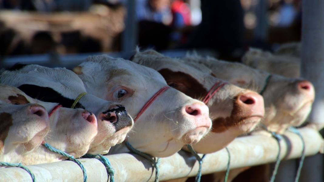 Kurban kesmek de memlekete gitmek de cep yakıyor 6