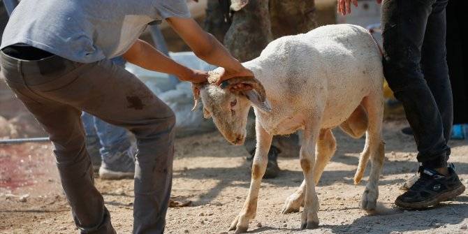 Kurban nasıl kesilir? Kurban keserken nelere dikkat etmeli? 3