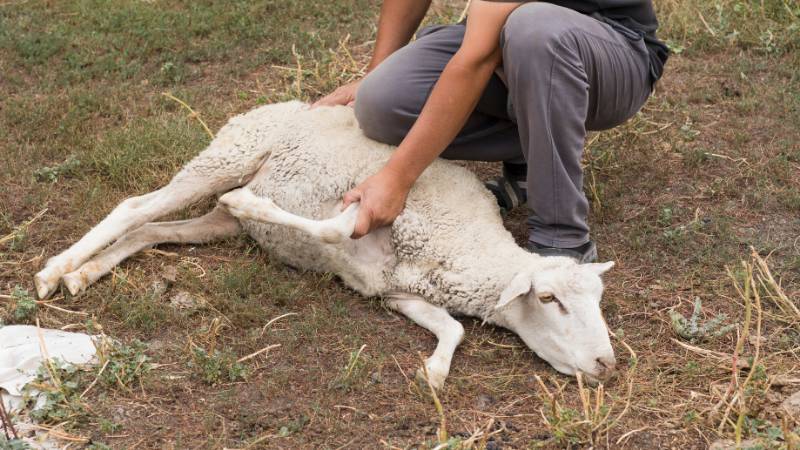 Kurban nasıl kesilir? Kurban keserken nelere dikkat etmeli? 6