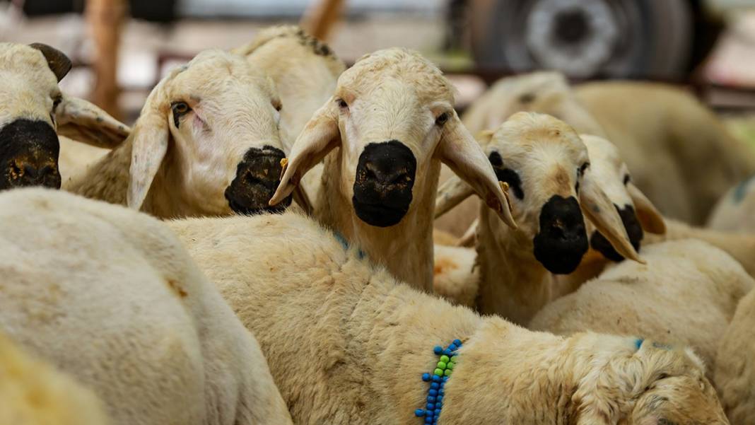 Kurban vekaleti nasıl verilir ve nasıl alınır? Ücreti belli oldu 6