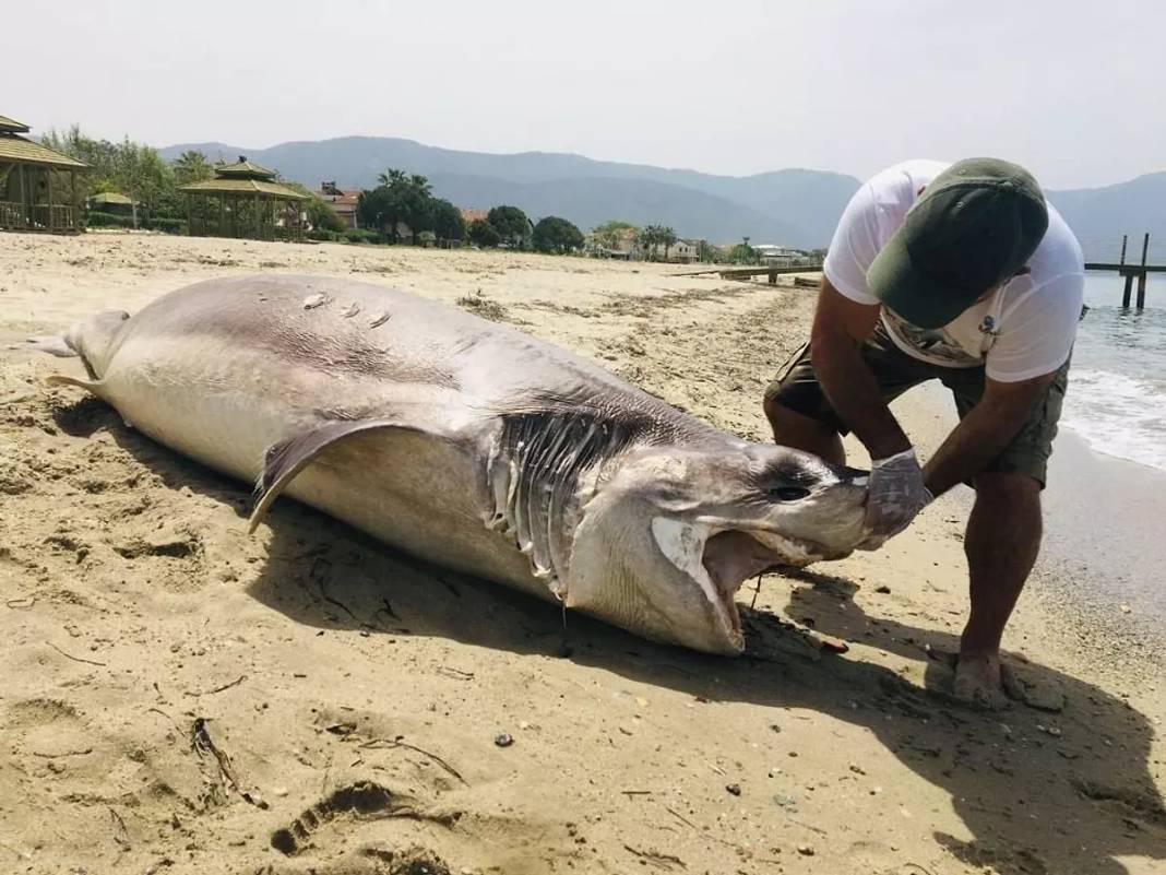 Türkiye’de yaşayan köpekbalığı var mı? 38 tür hangi sahillerde 3