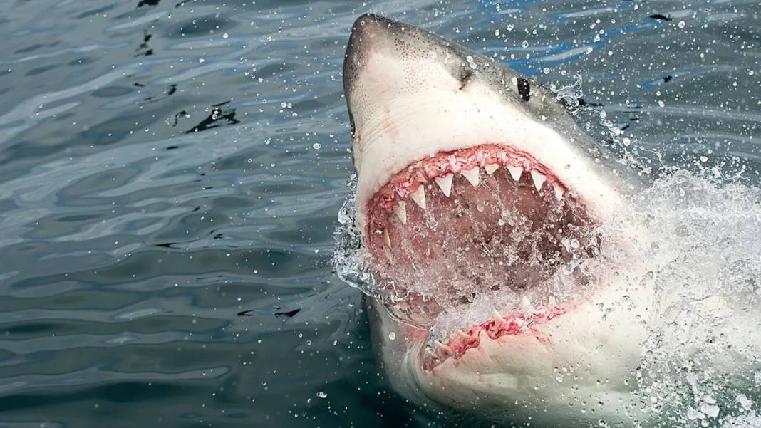 Türkiye’de yaşayan köpekbalığı var mı? 38 tür hangi sahillerde 5
