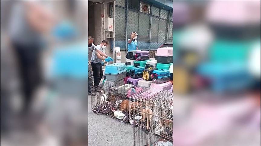 Dükkanda 85 kediyi alıkoydu rekor ceza yedi 18