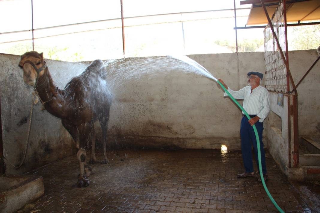 Kavurucu sıcak develeri bunalttı. Günde içtikleri su miktarı şok etti 11