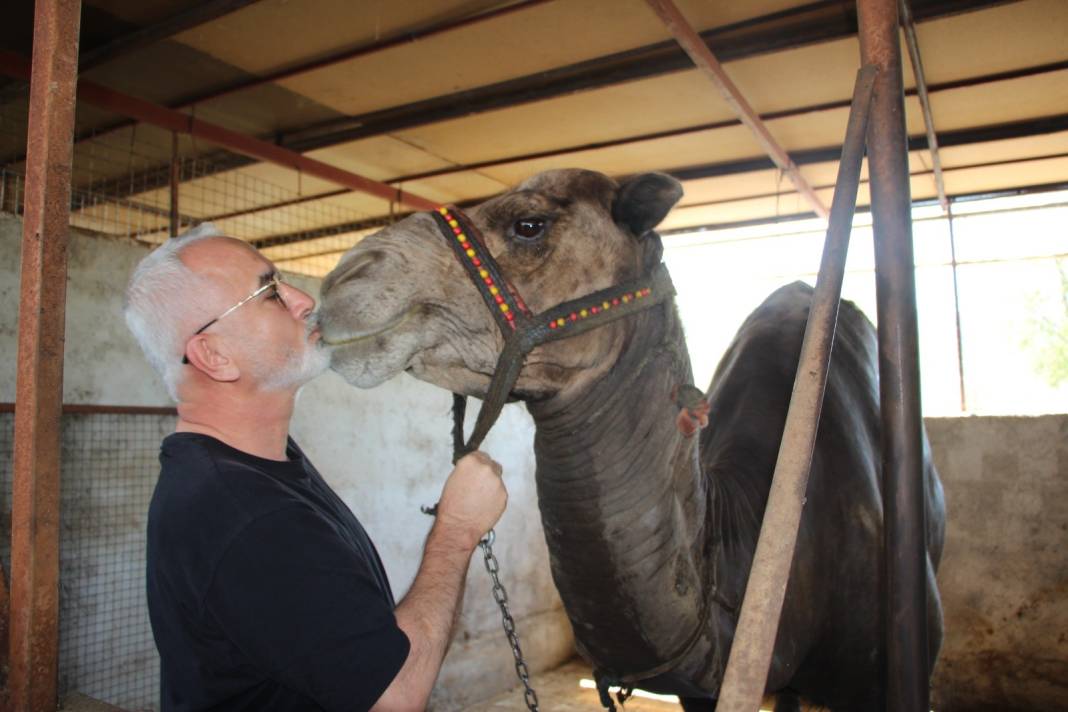 Kavurucu sıcak develeri bunalttı. Günde içtikleri su miktarı şok etti 4