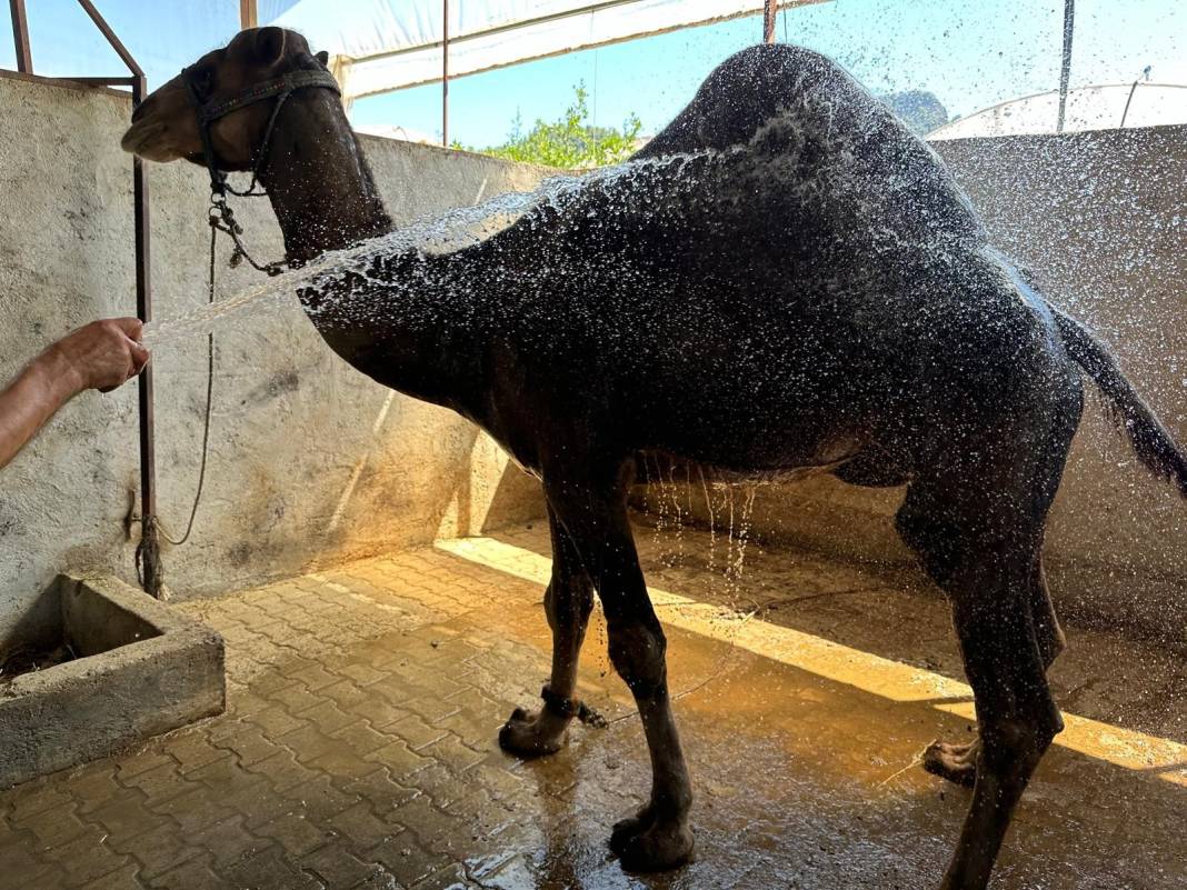 Kavurucu sıcak develeri bunalttı. Günde içtikleri su miktarı şok etti 3