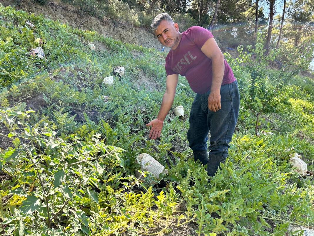 Tarladaki damak çatlatan lezzete çiftçiden şok eden önlem. Kilosu 10-15 TL 11