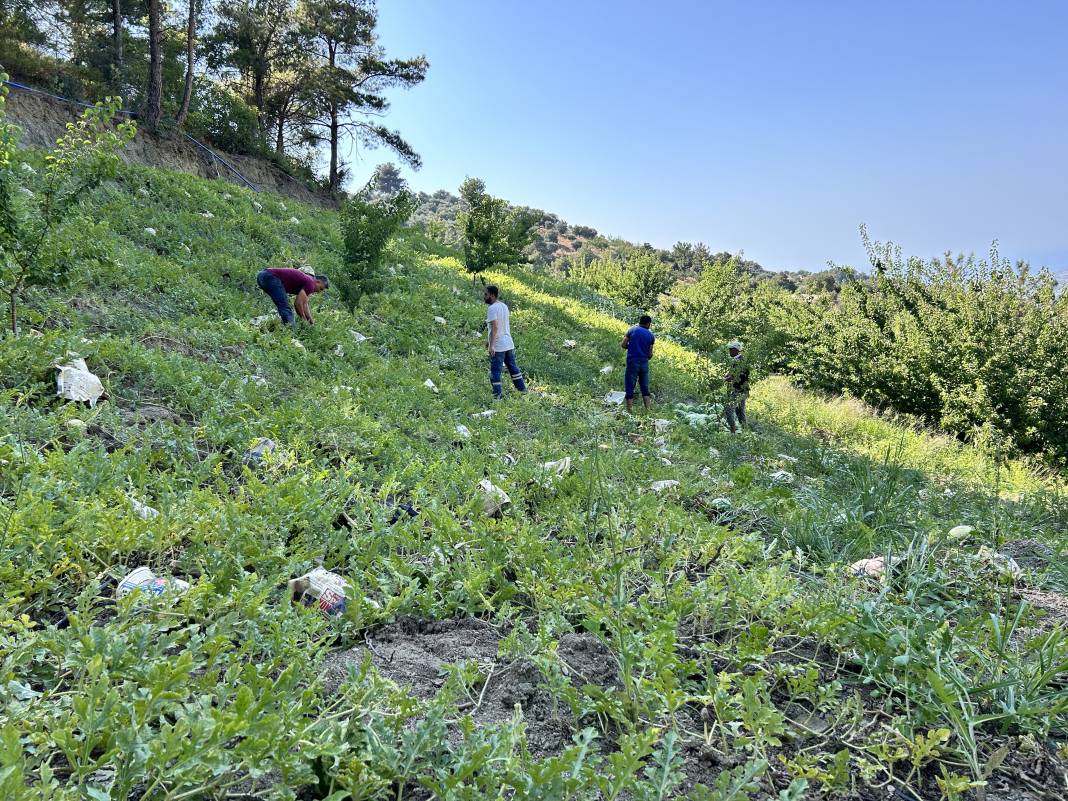 Tarladaki damak çatlatan lezzete çiftçiden şok eden önlem. Kilosu 10-15 TL 8