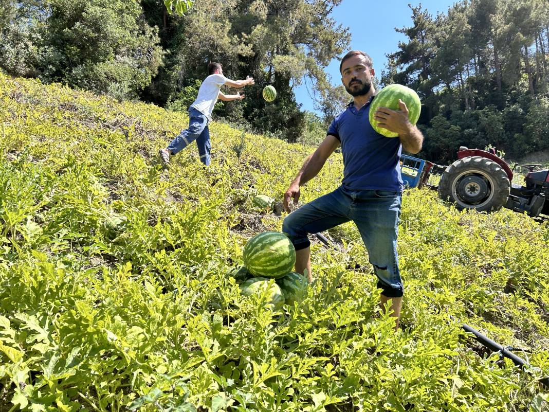 Tarladaki damak çatlatan lezzete çiftçiden şok eden önlem. Kilosu 10-15 TL 7