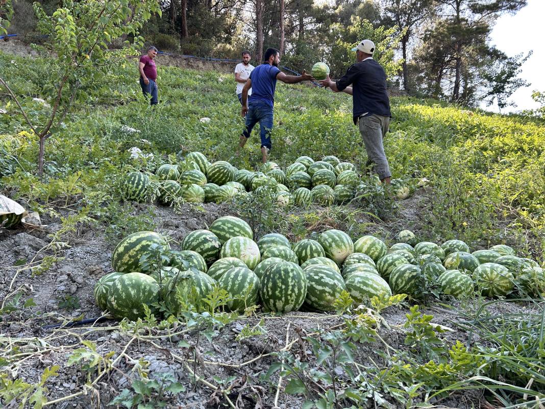 Tarladaki damak çatlatan lezzete çiftçiden şok eden önlem. Kilosu 10-15 TL 5