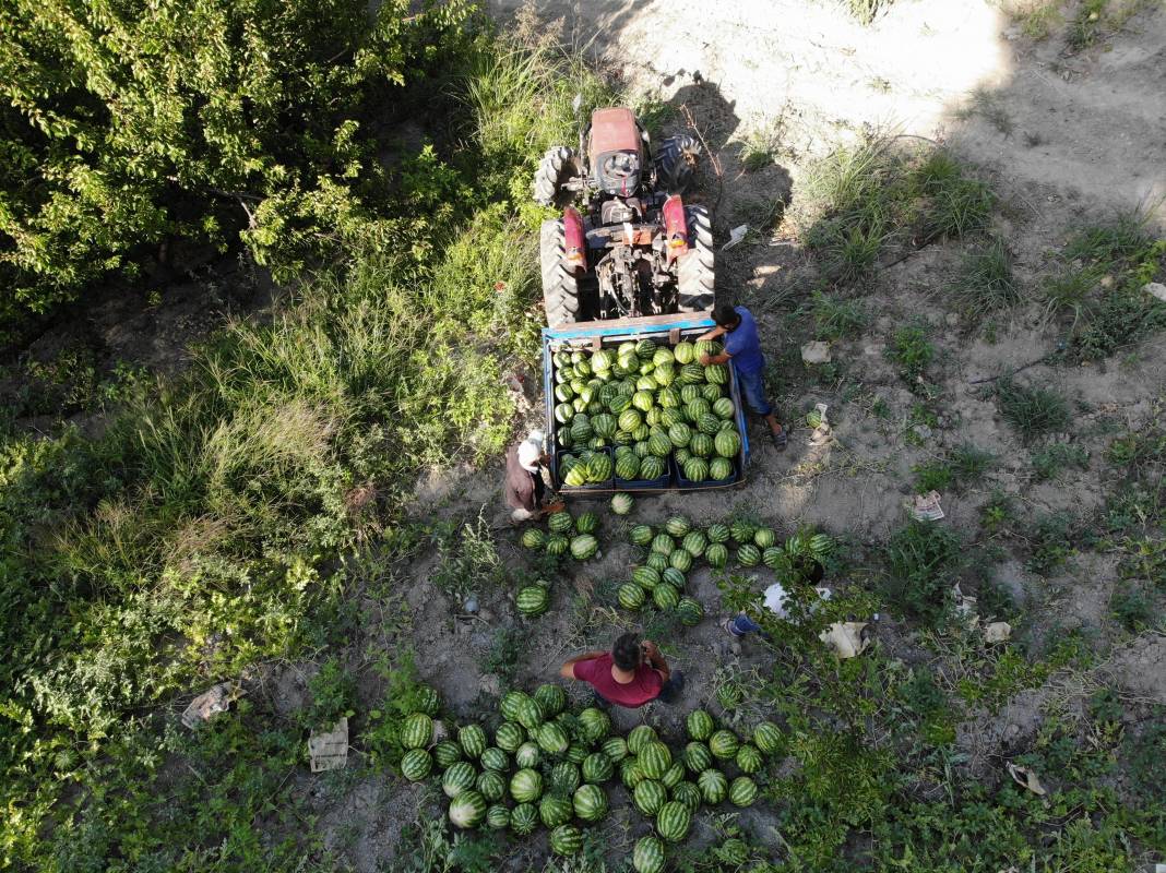 Tarladaki damak çatlatan lezzete çiftçiden şok eden önlem. Kilosu 10-15 TL 6