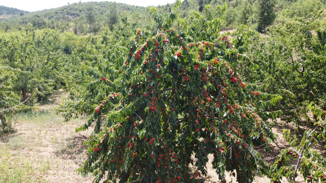 Lezzeti ülke sınırlarını aştı dalında 10 markette 140 TL 4