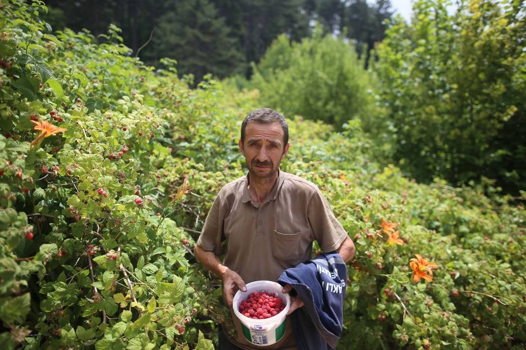 Kilosu 60 liradan gidiyor hasadı erken başladı 4