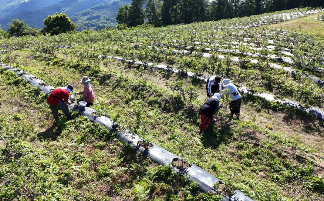 Kilosu 350 TL'den kapış kapış gidiyor! Bol kazancıyla üreticinin de yüzünü güldürdü 2