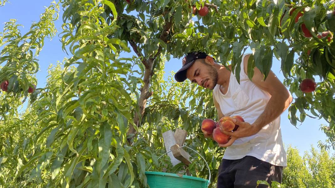 Çanakkale’de üretiliyor Ruslar kapış kapış alıyor! Coğrafi işaretli meyvenin kilosu 35 TL’den gidiyor 6