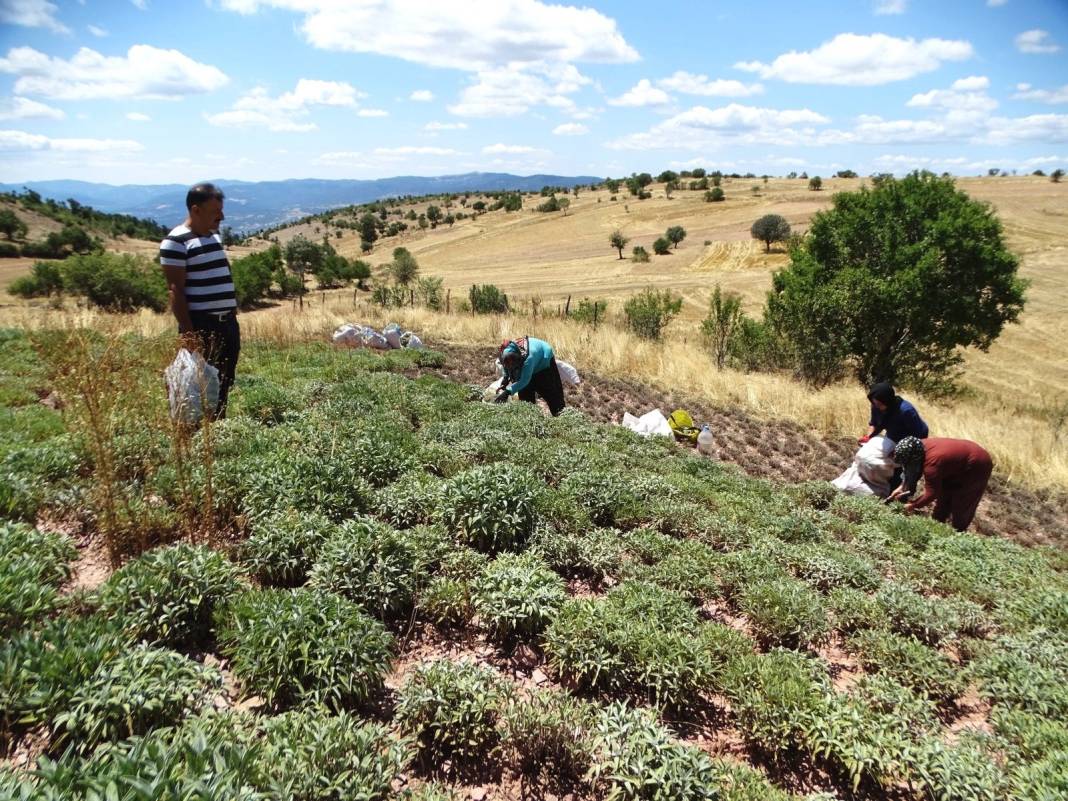 Şifa deposunun kilosu tarlada 15-20 TL 1