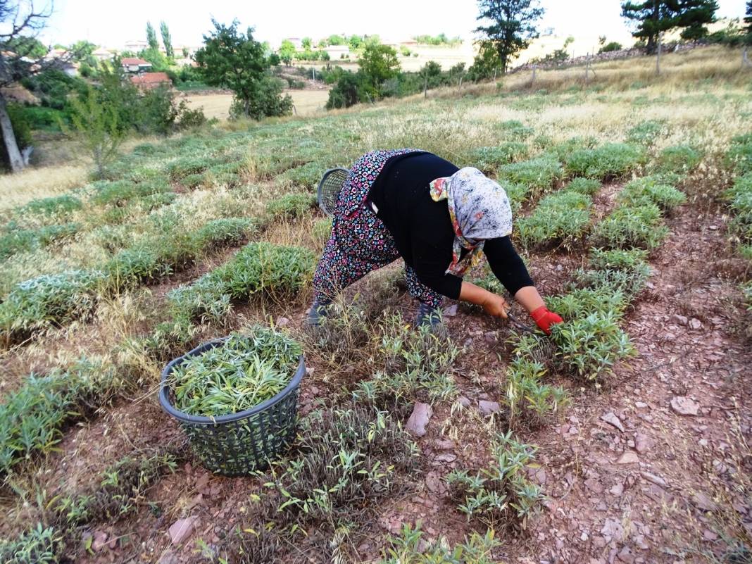 Şifa deposunun kilosu tarlada 15-20 TL 6