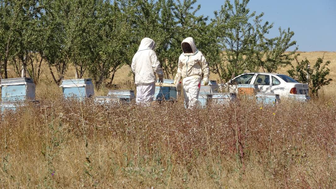 Özel kıyafetlerle hasadı yapılıyor çevre illere dağıtılıyor 1