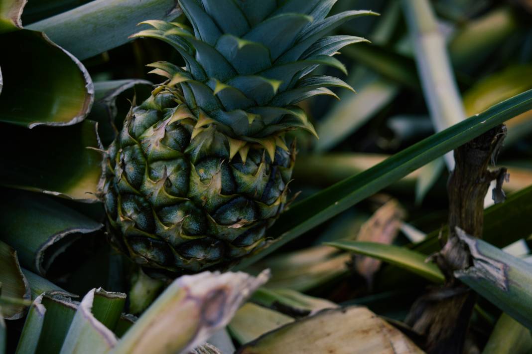 Ananas yemeden önce bilmeniz gereken 25 gerçek 6