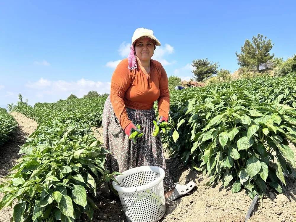 En acı hasat. Tarlada kilosu 20 ile 25 TL 1