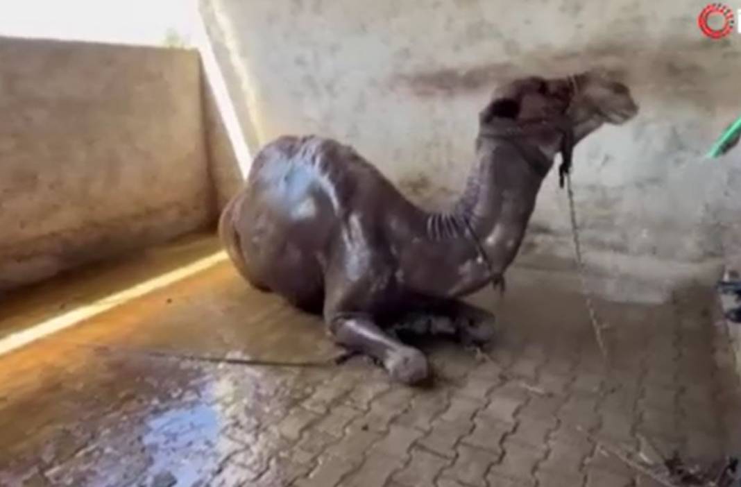 Kavurucu sıcak develeri bunalttı. Günde içtikleri su miktarı şok etti 1