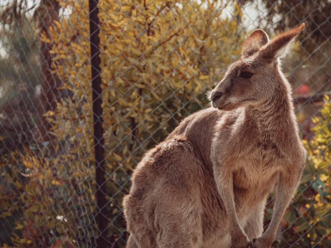 Kangurular hakkında çok şaşıracağınız 25 gerçek 4