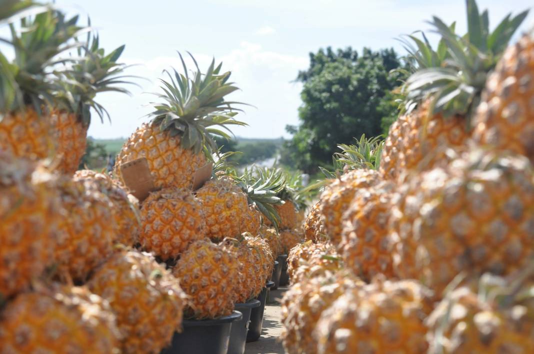 Ananas yemeden önce bilmeniz gereken 25 gerçek 25