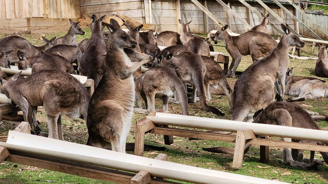 Kangurular hakkında çok şaşıracağınız 25 gerçek 24