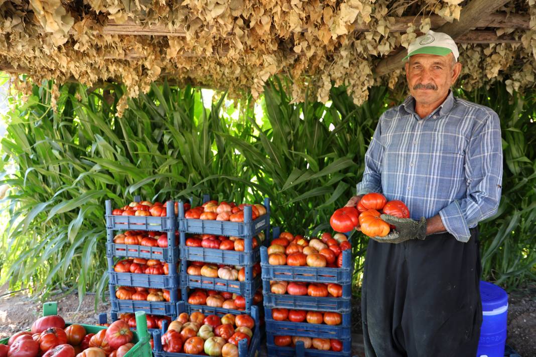 At ve katırlarla taşınıyor sarp arazide hasadı başladı. Ata tohumundan ektiler kilosu 30 TL'den satılıyor 5